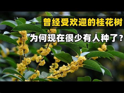 後院種樹風水